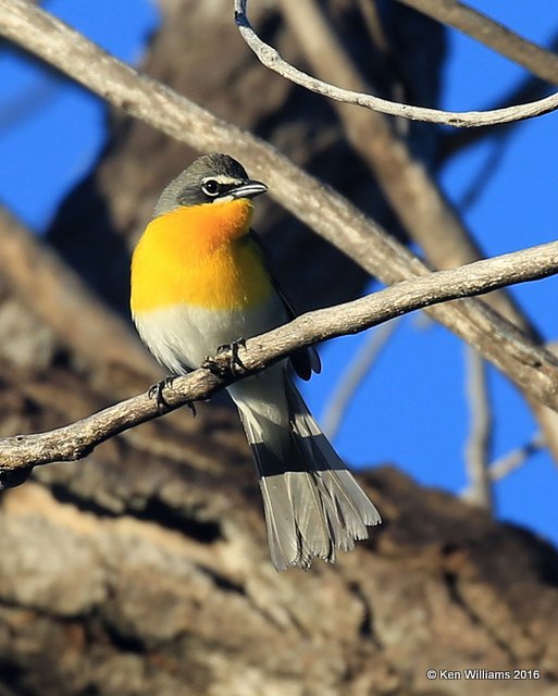 Yellow-breasted Chat, Cimarron Co, OK, 5-12-16, Jpa_53174.jpg
