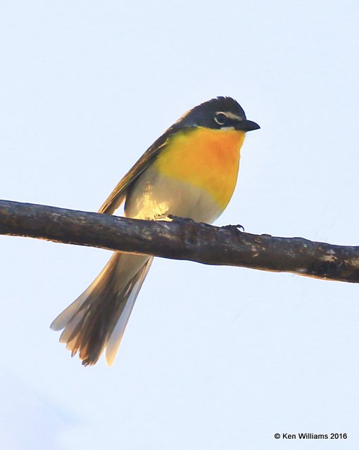 Yellow-breasted Chat, Cimarron Co, OK, 5-12-16, Jppa_53188.jpg