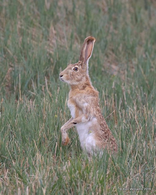 Black-tailed Jackrabbit, Cimarron Co, OK, 5-10-16, Jpa_16430.jpg