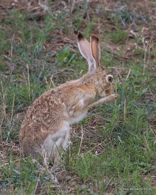 Black-tailed Jackrabbit, Cimarron Co, OK, 5-10-16, Jpa_16449.jpg