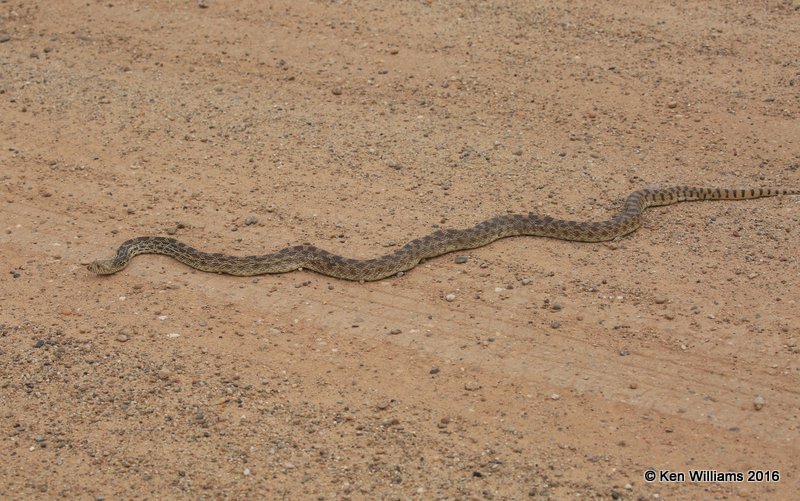 Bullsnake, Cimarron Co, OK, 5-10-16, Jpa_16399.jpg