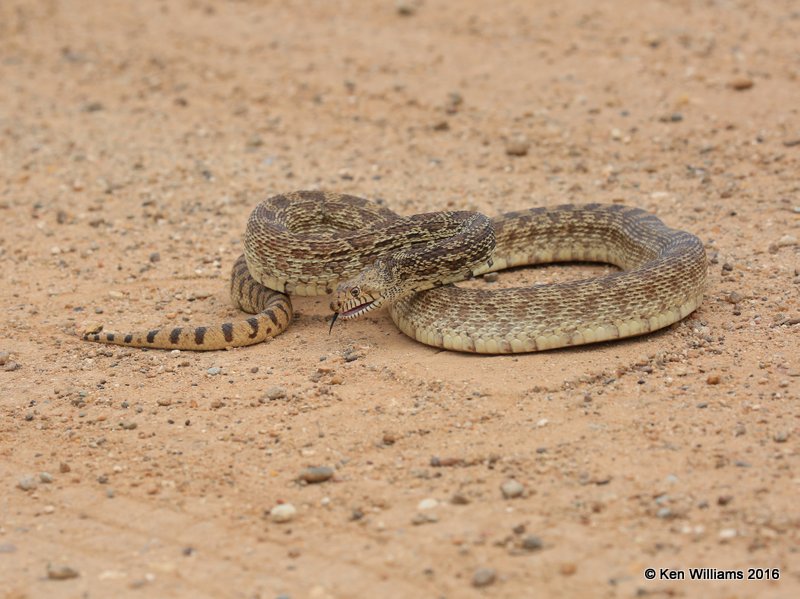 Bullsnake, Cimarron Co, OK, 5-10-16, Jpa_16408.jpg