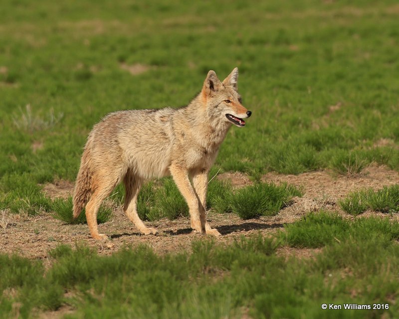 Coyote, Cimarron Co, OK, 5-10-16, Jp2a_16467.jpg