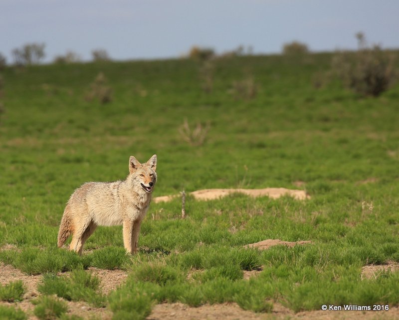 Coyote, Cimarron Co, OK, 5-10-16, Jpa_16483.jpg