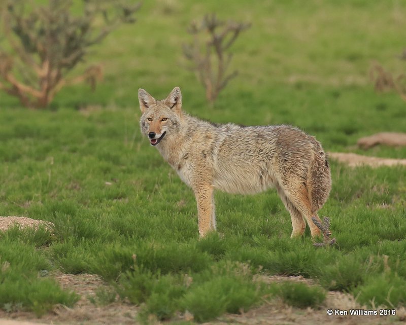 Coyote, Cimarron Co, OK, 5-10-16, Jpa_16494.jpg