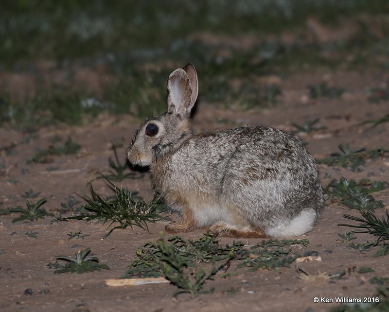 Desert Cottontail, Cimarron Co, OK, 5-10-16, Jpa_15241.jpg