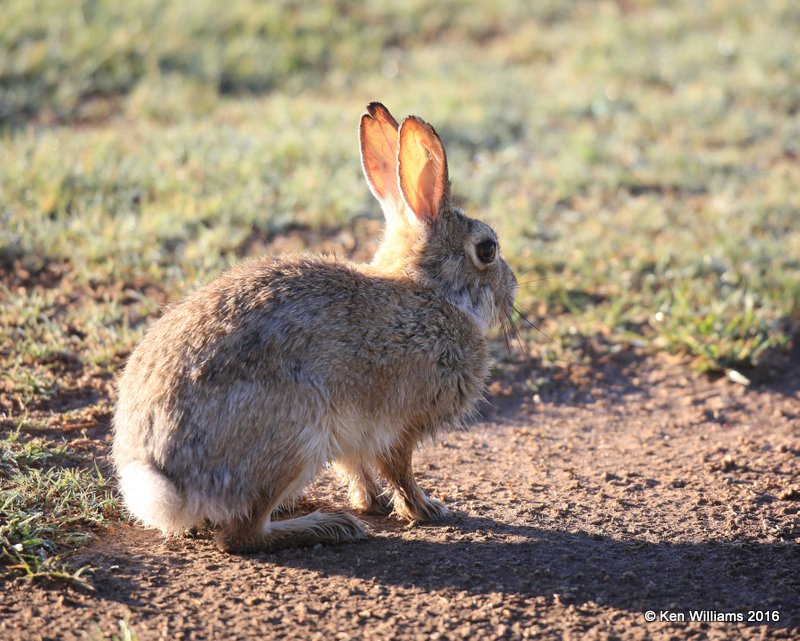 Desert Cottontail, Cimarron Co, OK, 5-12-16, Jpa_53221.jpg