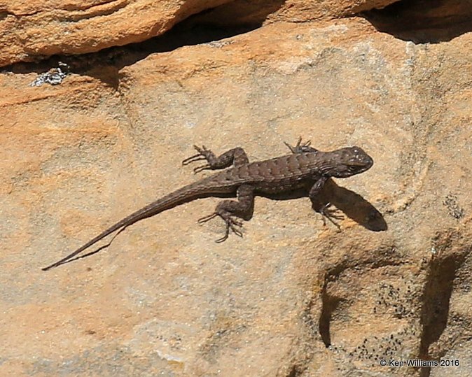 Eastern Fence Lizard, Sceloporus Undulatus, Cimarron Co, OK, 5-10-16, Jpa_15480.jpg