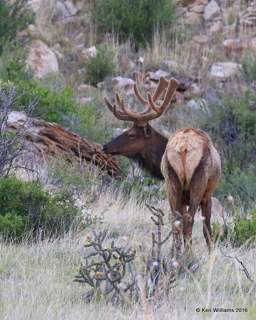 Elk, Cimarron Co, OK, 5-10-16, Jpa_16000.jpg