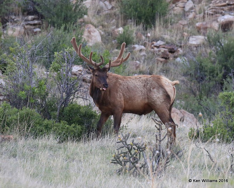Elk, Cimarron Co, OK, 5-10-16, Jpa_16002.jpg