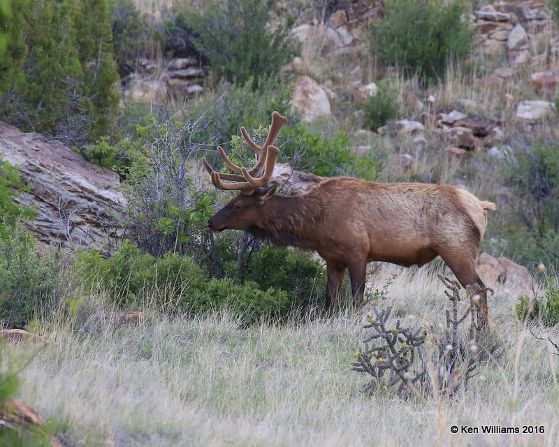 Elk, Cimarron Co, OK, 5-10-16, Jpa_16005.jpg