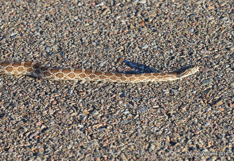 Great Plains Rat Snake, Cimarron Co, OK, 5-10-16, Jpa_15934.jpg
