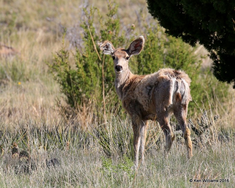Mule Deer, Cimarron Co, OK, 5-10-16, Jpa_16095.jpg