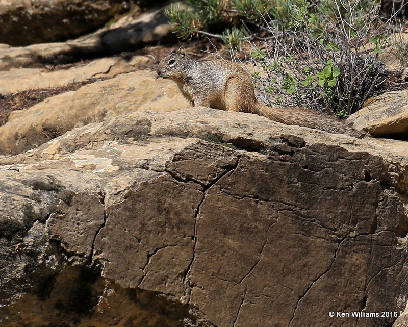 Rock Squirrel, Cimarron Co, OK, 5-10-16, Jpa_15391.jpg