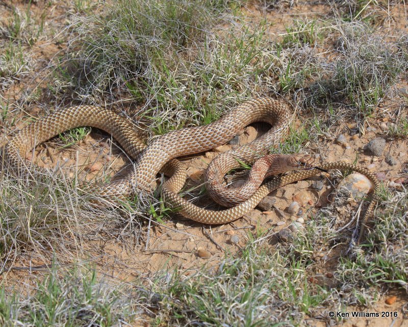 Western Coachwhip, Cimarron Co, OK, 5-11-16, Jpa_16126.jpg