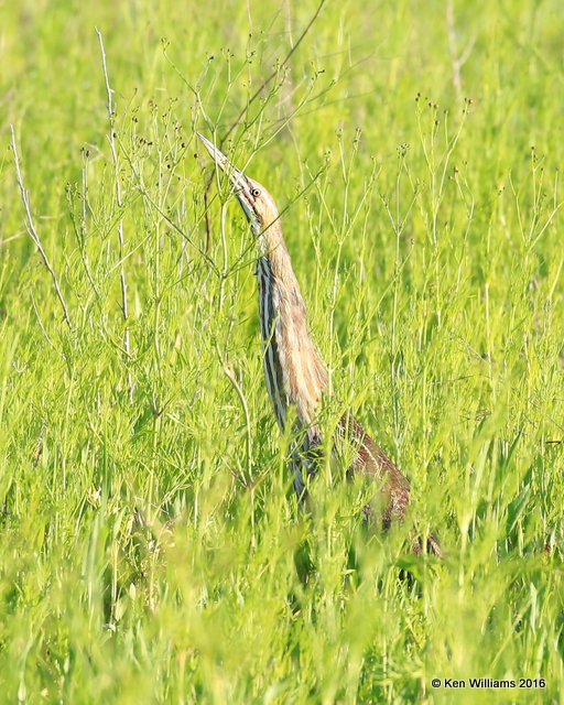 American Bittern, Hackberry Flats, Tillman Co, OK, 05_20_2016_Jpa_17827.jpg
