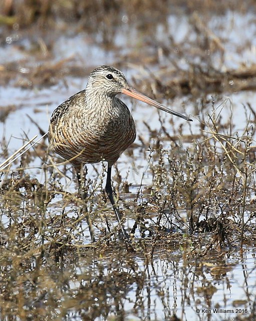 Hudsonian Godwit adult breeding female, Hackberry Flats, Tillman Co, OK, 05_20_2016_Jpa_17209.jpg