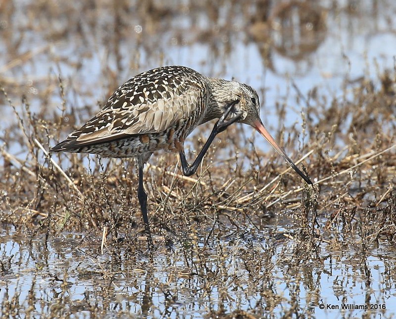 Hudsonian Godwit adult breeding female, Hackberry Flats, Tillman Co, OK, 05_20_2016_Jpa_17224.jpg