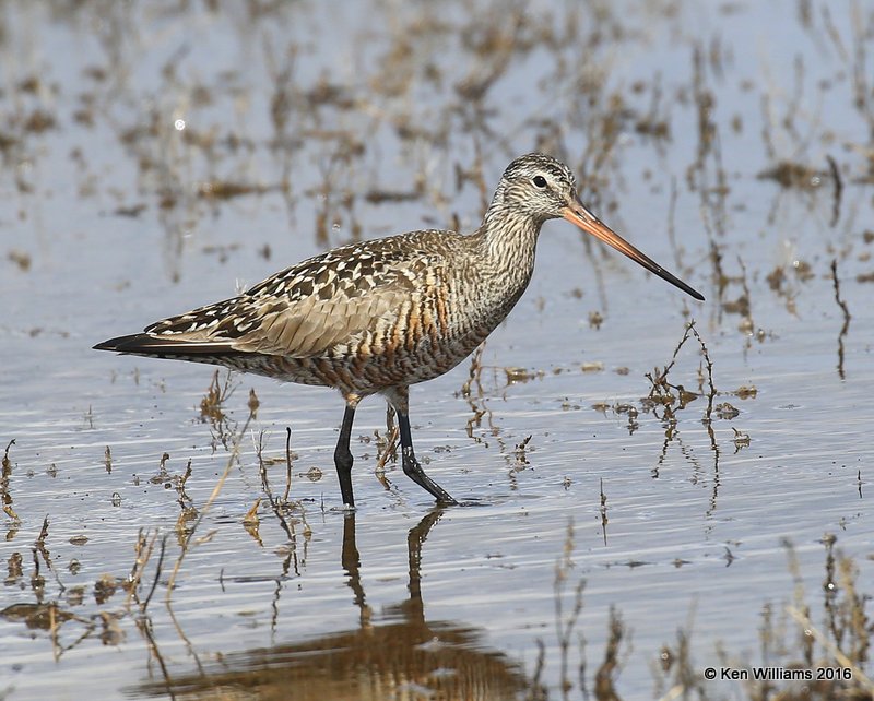 Hudsonian Godwit adult breeding female, Hackberry Flats, Tillman Co, OK, 05_20_2016_Jpa_17333.jpg