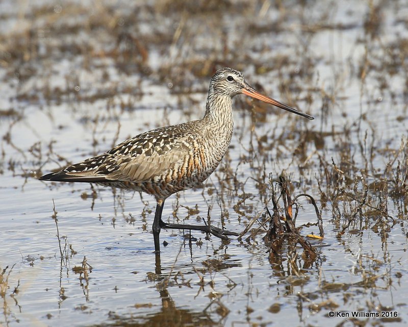 Hudsonian Godwit adult breeding female, Hackberry Flats, Tillman Co, OK, 05_20_2016_Jpa_17347.jpg