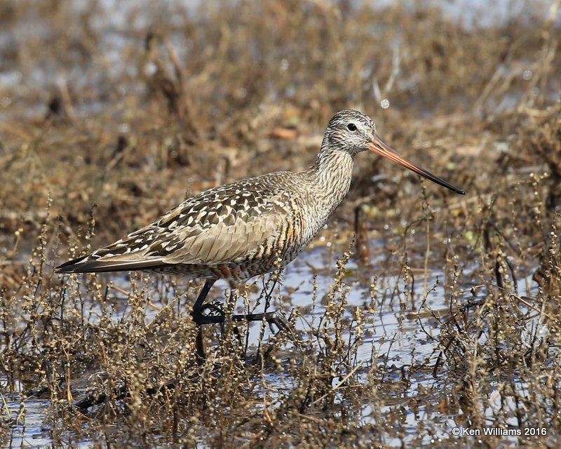 Hudsonian Godwit adult breeding female, Hackberry Flats, Tillman Co, OK, 05_20_2016_Jpa_17377.jpg
