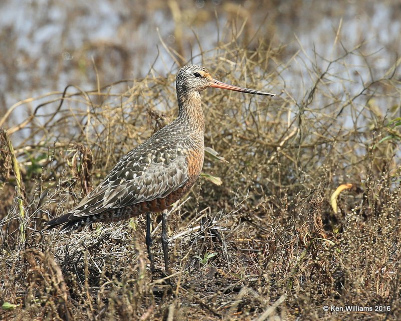 Hudsonian Godwit adult breeding male, Hackberry Flats, Tillman Co, OK, 05_20_2016_Jpa_17075.jpg