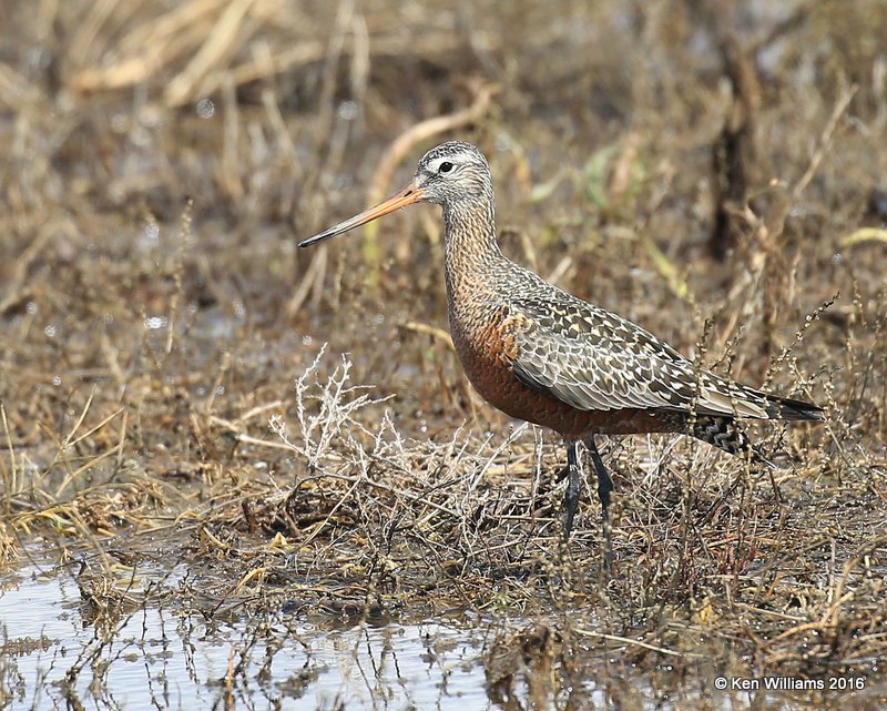 Hudsonian Godwit adult breeding male, Hackberry Flats, Tillman Co, OK, 05_20_2016_Jpa_17119.jpg