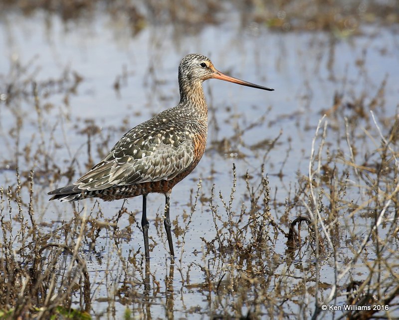 Hudsonian Godwit adult breeding male, Hackberry Flats, Tillman Co, OK, 05_20_2016_Jpa_17147.jpg