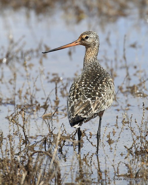Hudsonian Godwit adult breeding male, Hackberry Flats, Tillman Co, OK, 05_20_2016_Jpa_17153.jpg