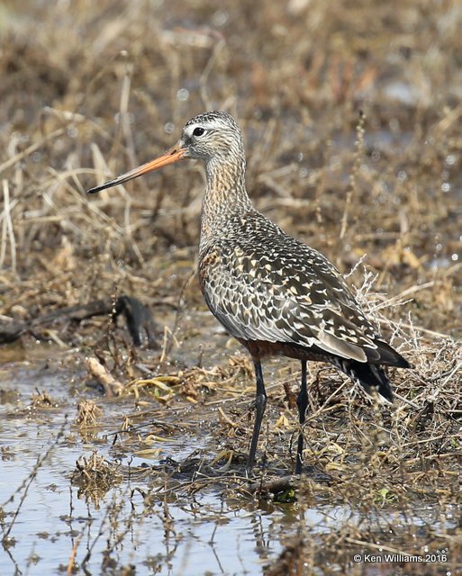 Hudsonian Godwit adult breeding male, Hackberry Flats, Tillman Co, OK, 05_20_2016_Jpa_17159.jpg
