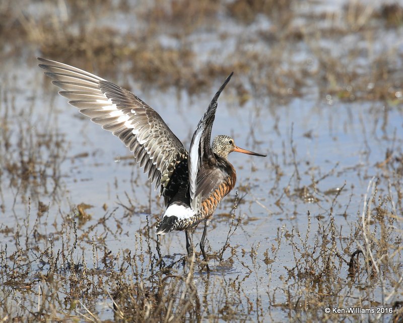 Hudsonian Godwit adult breeding male, Hackberry Flats, Tillman Co, OK, 05_20_2016_Jpa_17161.jpg