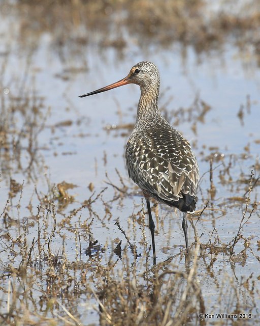 Hudsonian Godwit adult breeding male, Hackberry Flats, Tillman Co, OK, 05_20_2016_Jpa_17165.jpg