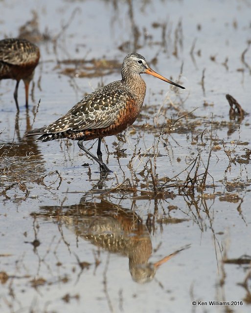 Hudsonian Godwit adult breeding male, Hackberry Flats, Tillman Co, OK, 05_20_2016_Jpa_17202.jpg