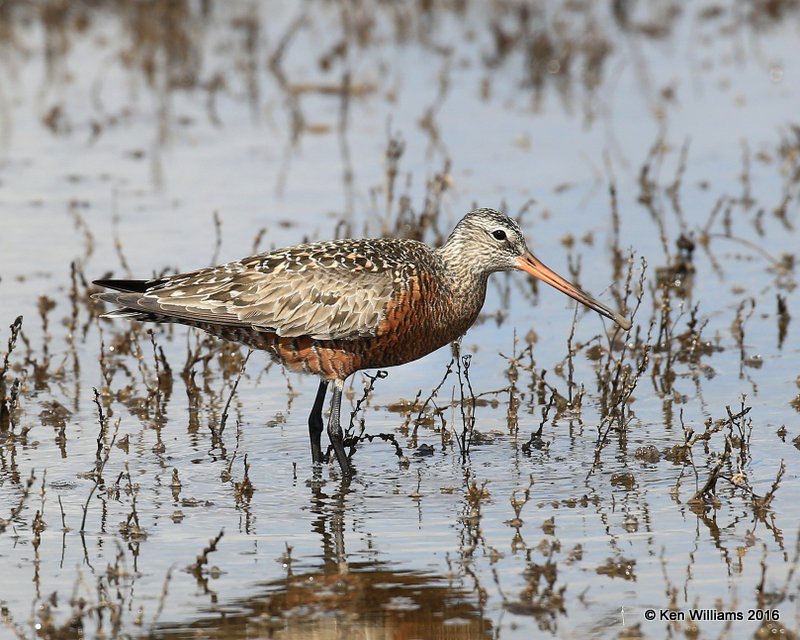 Hudsonian Godwit adult breeding male, Hackberry Flats, Tillman Co, OK, 05_20_2016_Jpa_17294.jpg