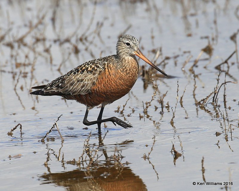 Hudsonian Godwit adult breeding male, Hackberry Flats, Tillman Co, OK, 05_20_2016_Jpa_17319.jpg
