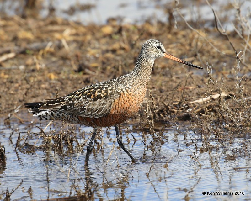 Hudsonian Godwit adult breeding male, Hackberry Flats, Tillman Co, OK, 05_20_2016_Jpa_17371.jpg