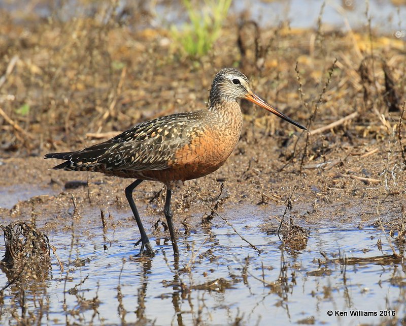 Hudsonian Godwit adult breeding male, Hackberry Flats, Tillman Co, OK, 05_20_2016_Jpa_17372.jpg
