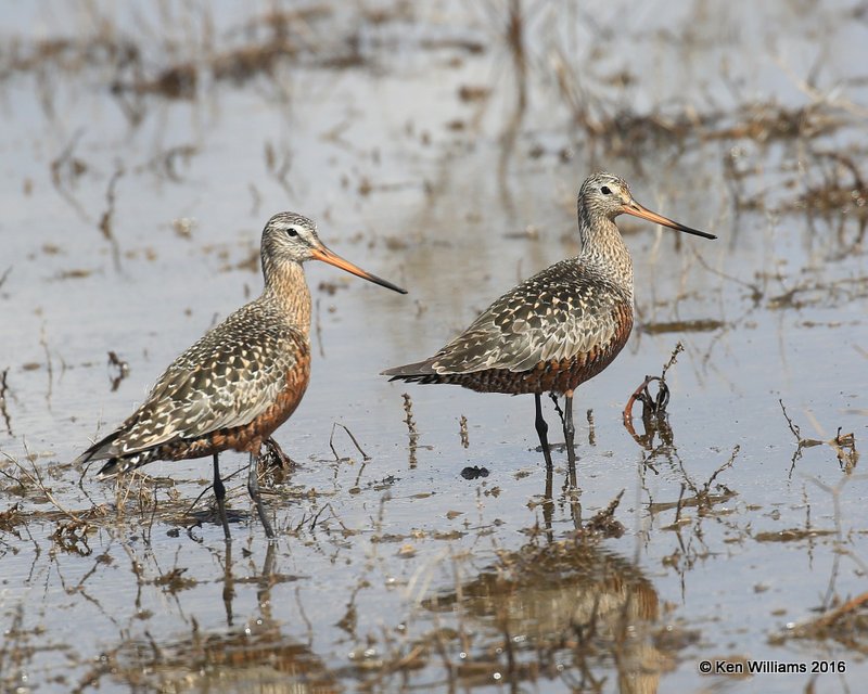 Hudsonian Godwit adult breeding males, Hackberry Flats, Tillman Co, OK, 05_20_2016_Jpa_17234.jpg