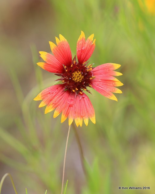 Indian Blanket, Wichita NWR, OK, 05_20_2016_Jpa_16709.jpg