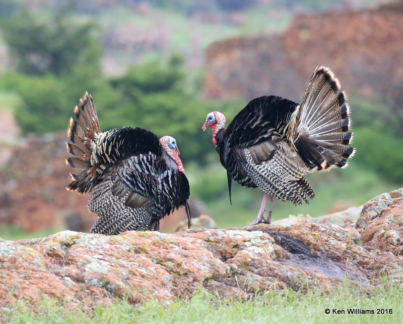 Wild Turkey toms - Rio Grande subspecies, Wichita NWR, OK, 05_20_2016_Jpa_16632.jpg