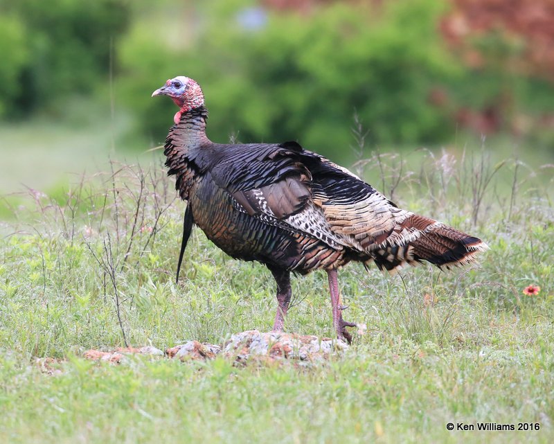 Wild Turkey tom - Rio Grande subspecies, Wichita NWR, OK, 05_20_2016_Jpa_16645.jpg