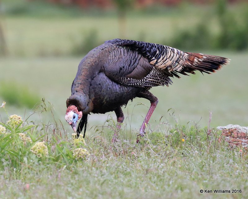 Wild Turkey tom- Rio Grande subspecies, Wichita NWR, OK, 05_20_2016_Jpa_16652.jpg