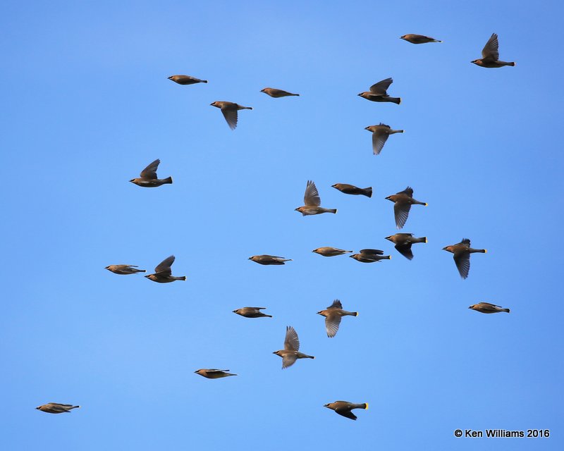 Cedar Waxwing, Wichita NWR, OK, 04_24_2016_Jpa_14578.jpg