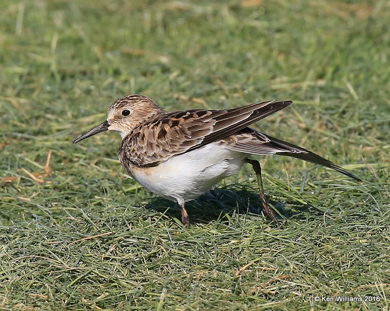 Baird's Sandpiper, Tulsa Co, OK, 5-13-16, Jpa_54095.jpg