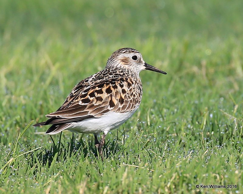 Baird's Sandpiper, Tulsa Co, OK, 5-13-16, Jpa_54224.jpg