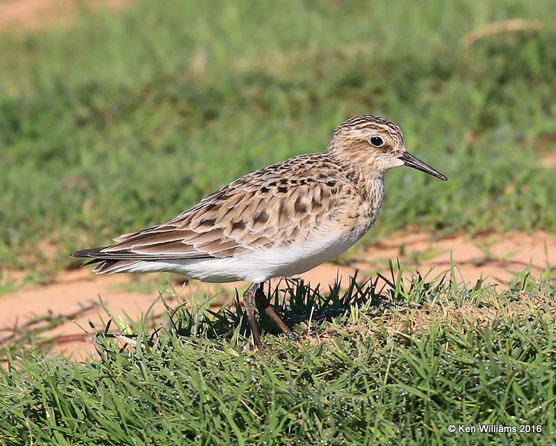 Baird's Sandpiper, Tulsa Co, OK, 5-13-16, Jpa_54286.jpg