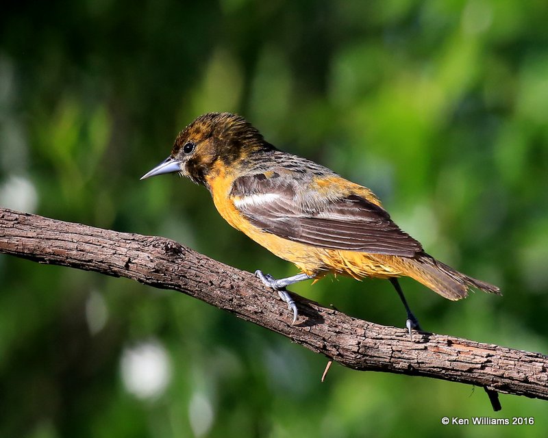 Baltimore Oriole female heavily marked, Rogers Co yard, OK, 5-8-16, Jpa_52979.jpg