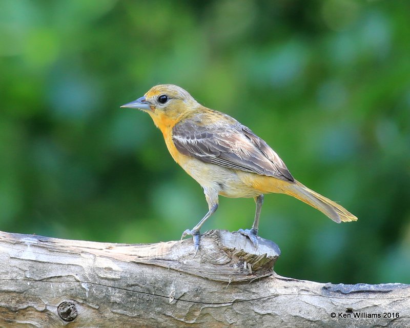 Baltimore Oriole female, Rogers Co yard, OK, 05_21_2016_Jpa_55737.jpg