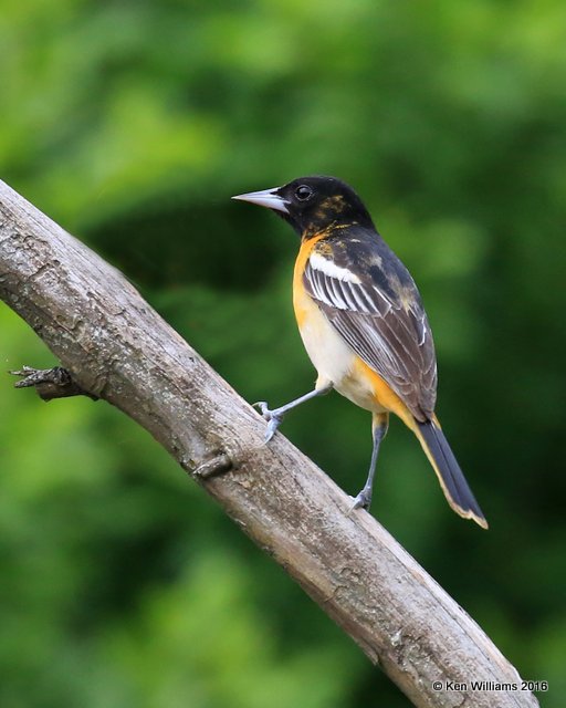 Baltimore Oriole immature male, Rogers Co yard, OK, 5-2-16, Jpa_51873.jpg