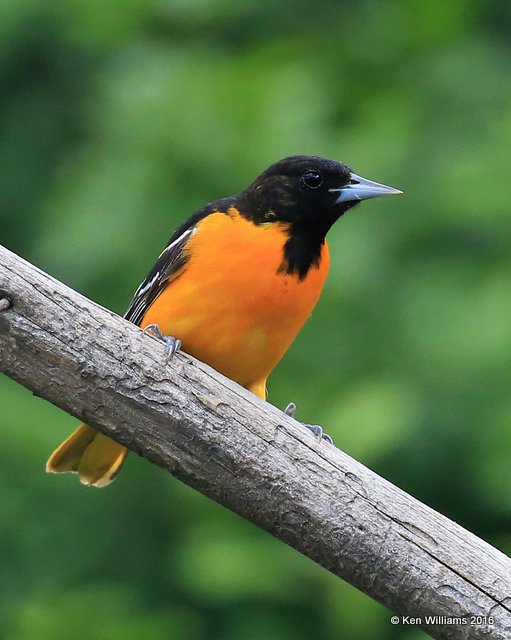 Baltimore Oriole male, Rogers Co yard, OK, 05_21_2016_Jpa_55769.jpg